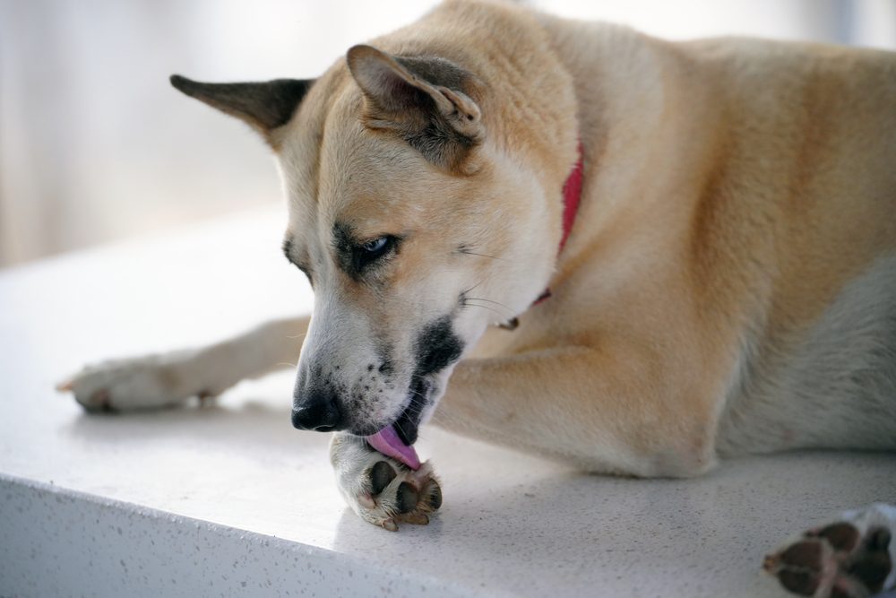 Best Dog Food for Itchy Skin