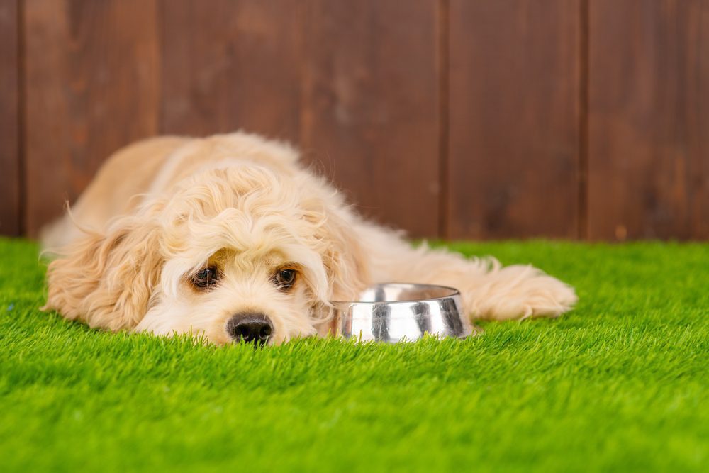 Best Joint Health Supplement for Dogs