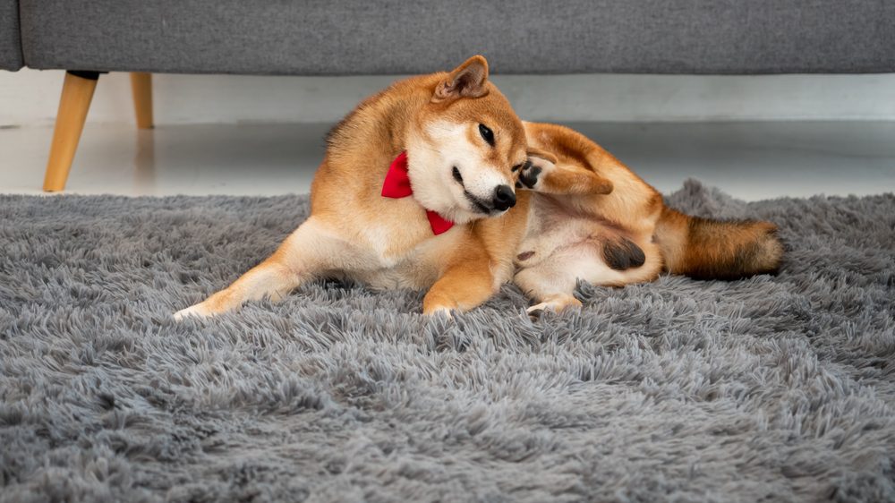 Best Dog Food for Itchy Skin