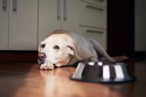 Best Dog Food for Senior Dogs