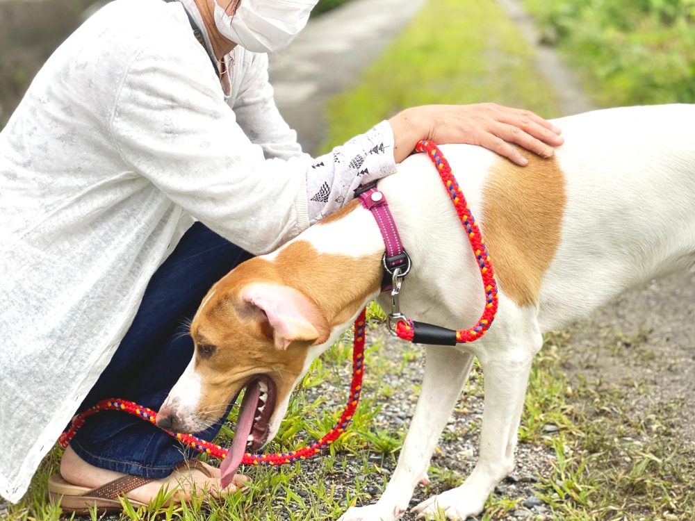 dog throwing up undigested food