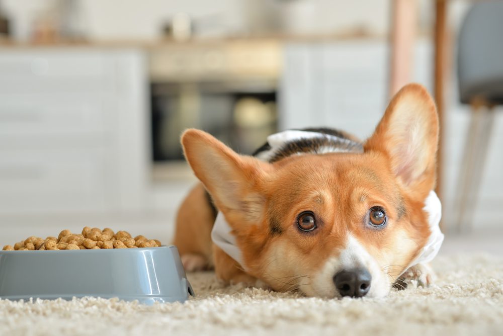 How Long Can Dogs Go Without Food