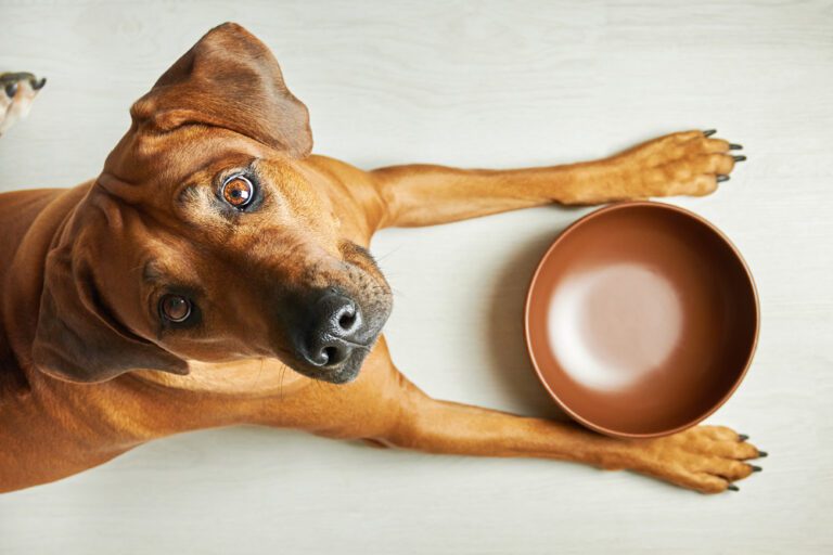 Dog Food for Rhodesian Ridgebacks