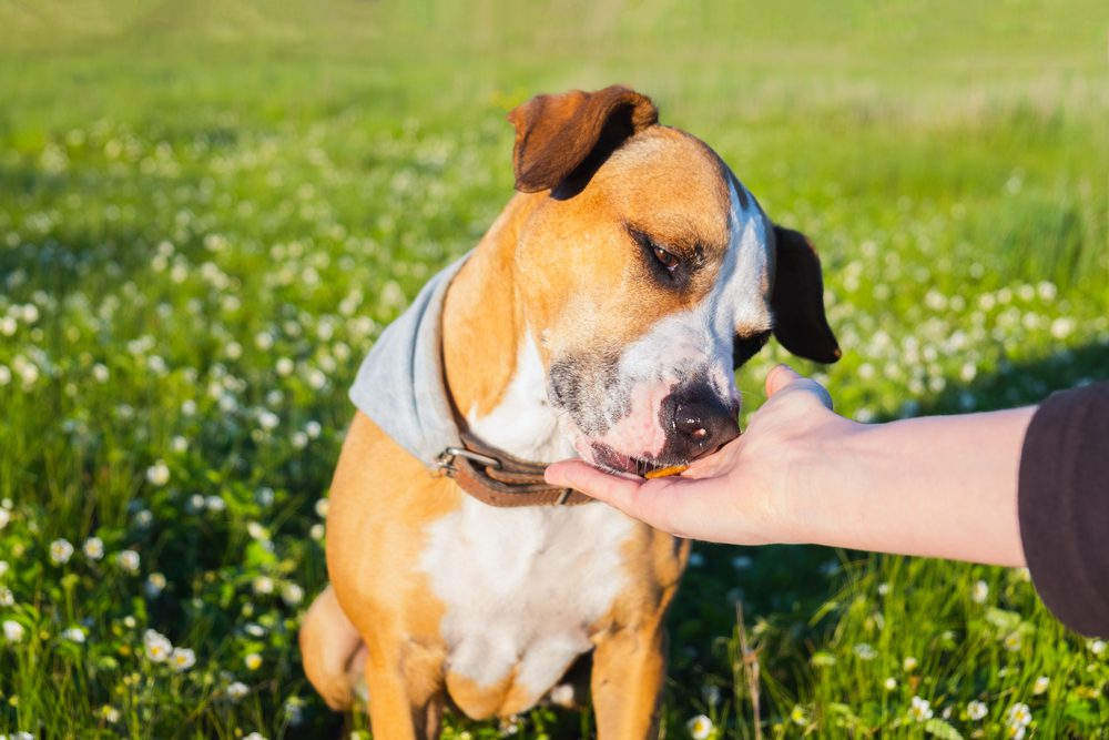 How Long Can Dogs Go Without Food