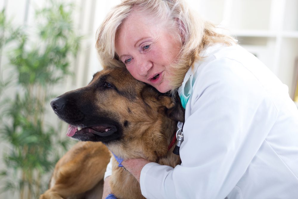 Best Dog Food for Senior Dogs