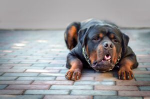 dog throwing up undigested food