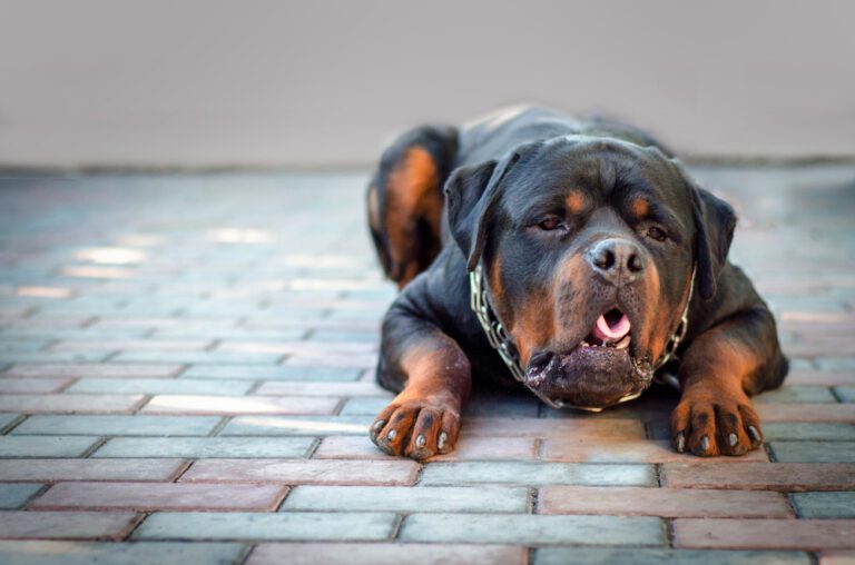 dog throwing up undigested food