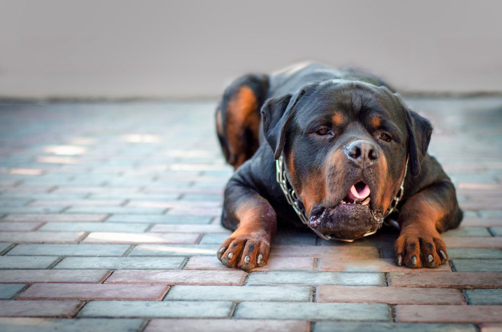 dog throwing up undigested food