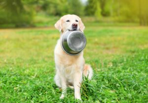 How Long Can Dogs Go Without Food