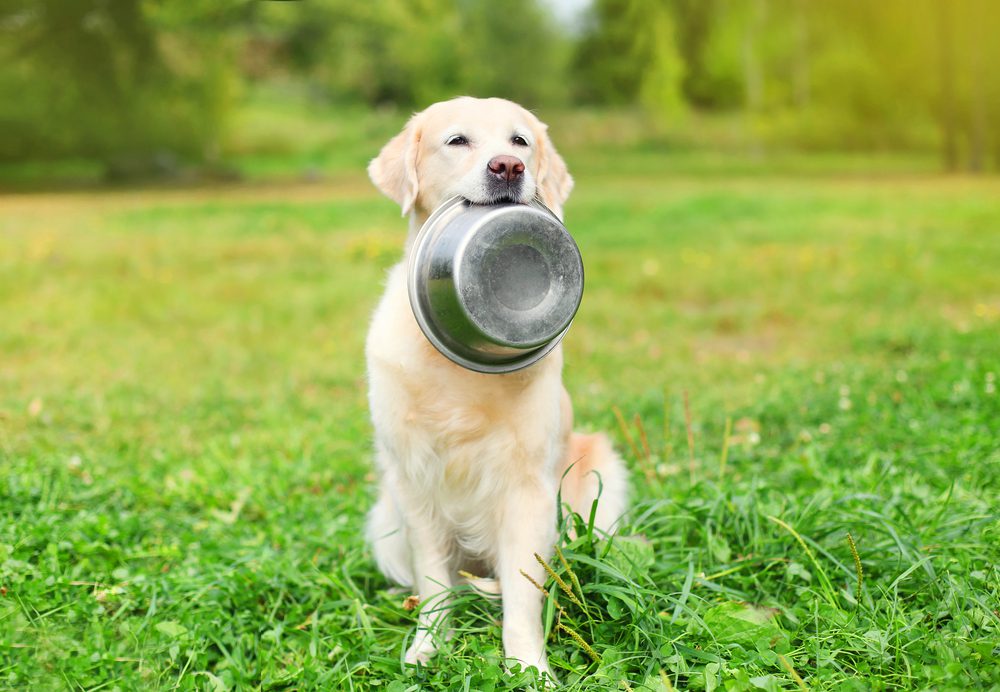 How Long Can Dogs Go Without Food