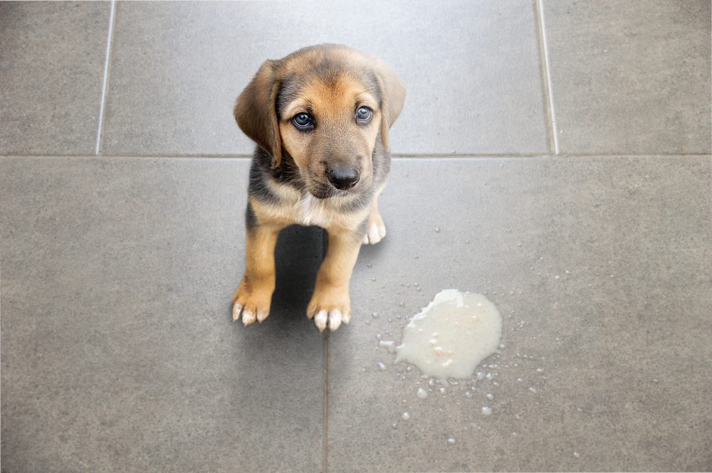 dog throwing up undigested food