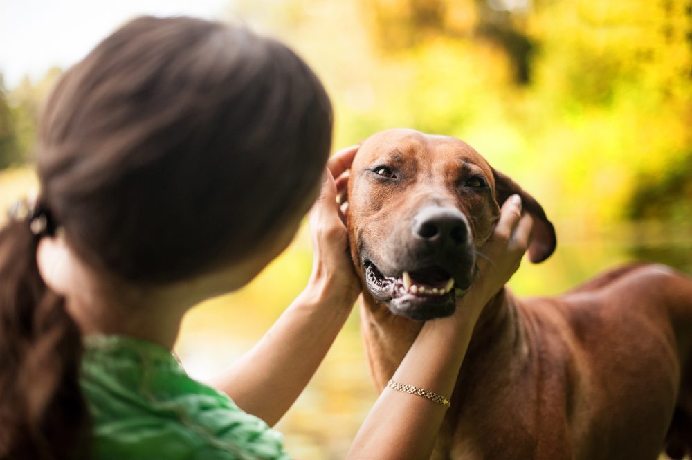 Dog Food for Rhodesian Ridgebacks 