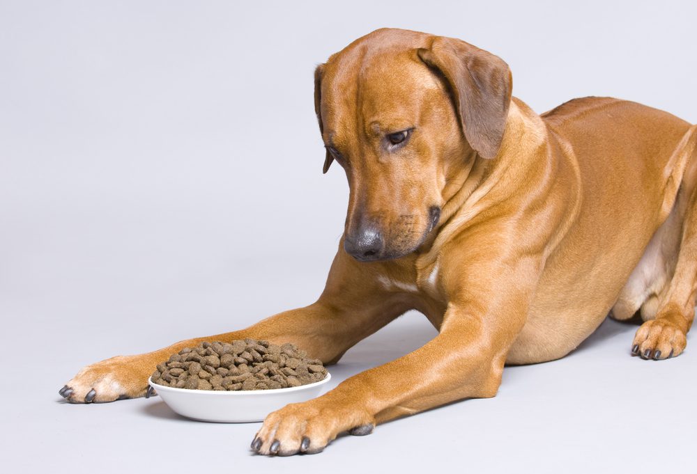 Dog Food for Rhodesian Ridgebacks 