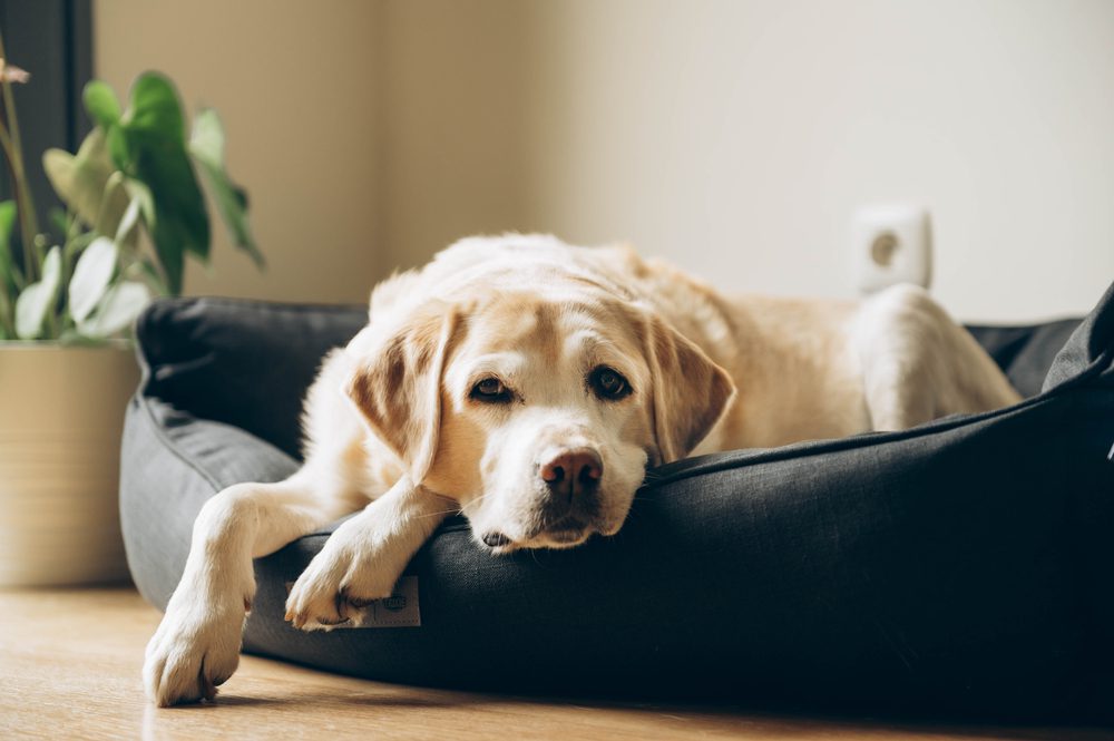 Best Dog Food for Senior Dogs