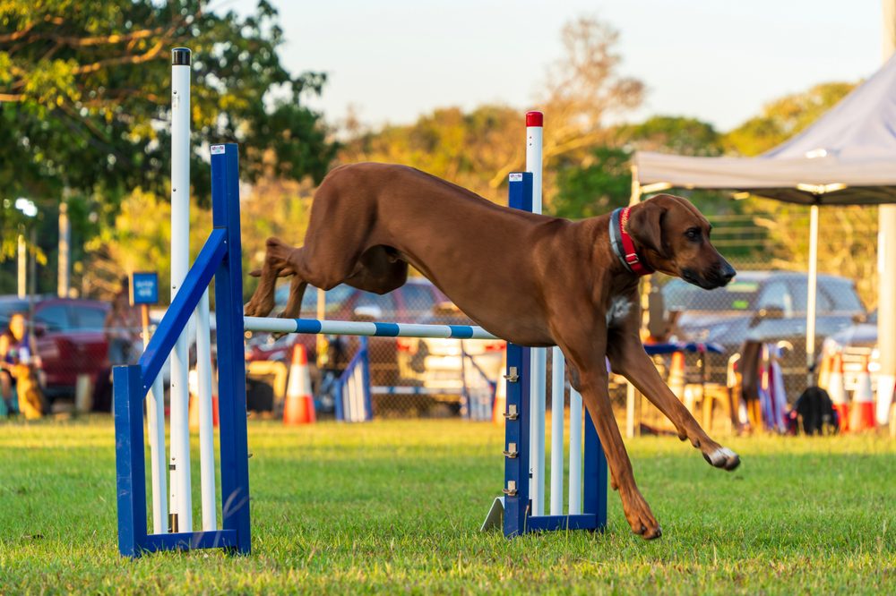 Dog Food for Rhodesian Ridgebacks 