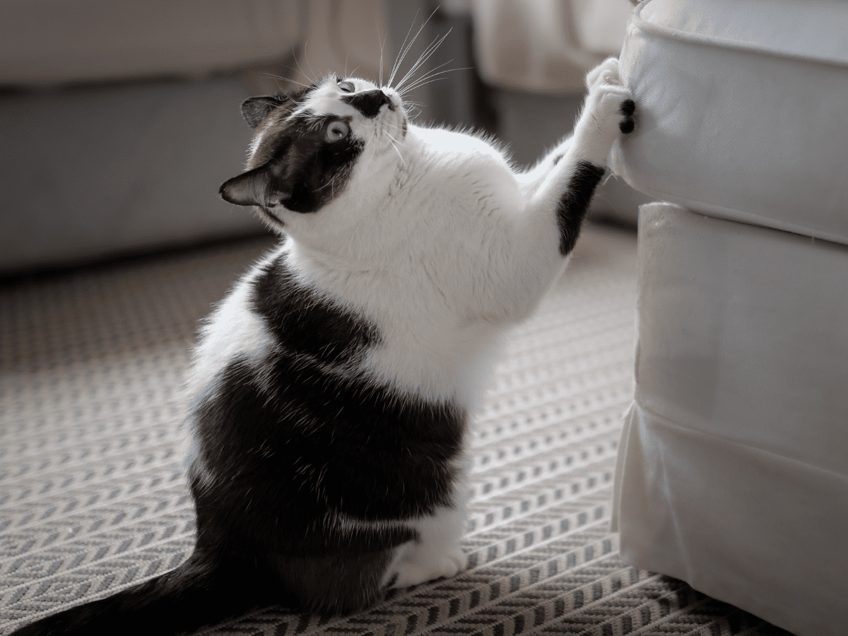 how to stop a cat scratching the couch