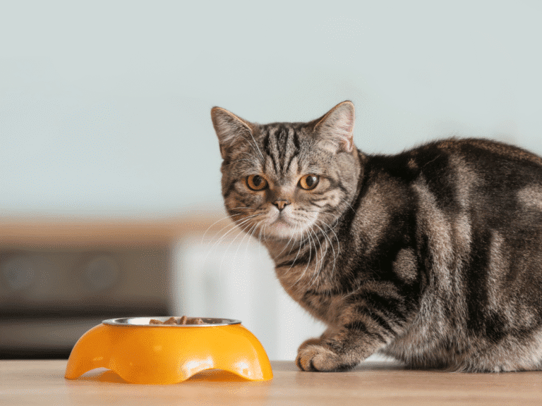 best cat food for senior cats