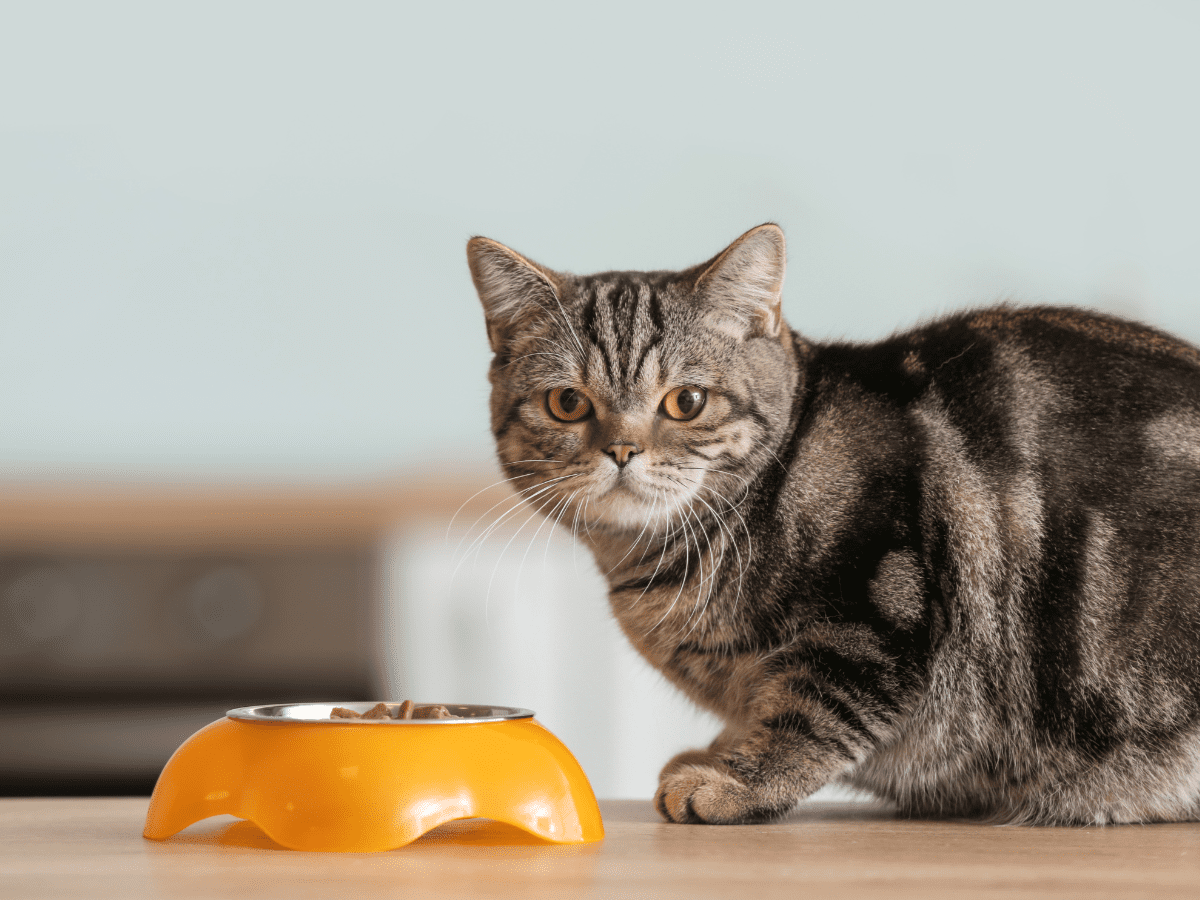 best cat food for senior cats