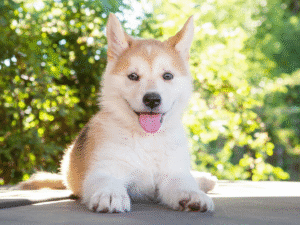Best Dog Multivitamin