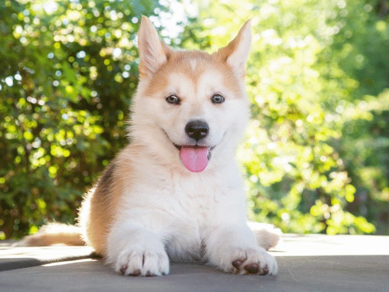 Best Dog Multivitamin