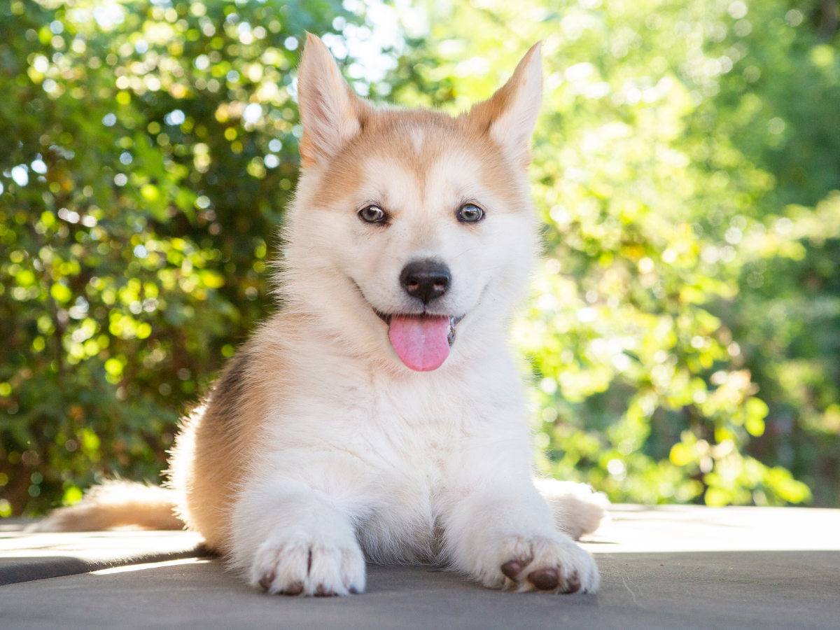 Best Dog Multivitamin