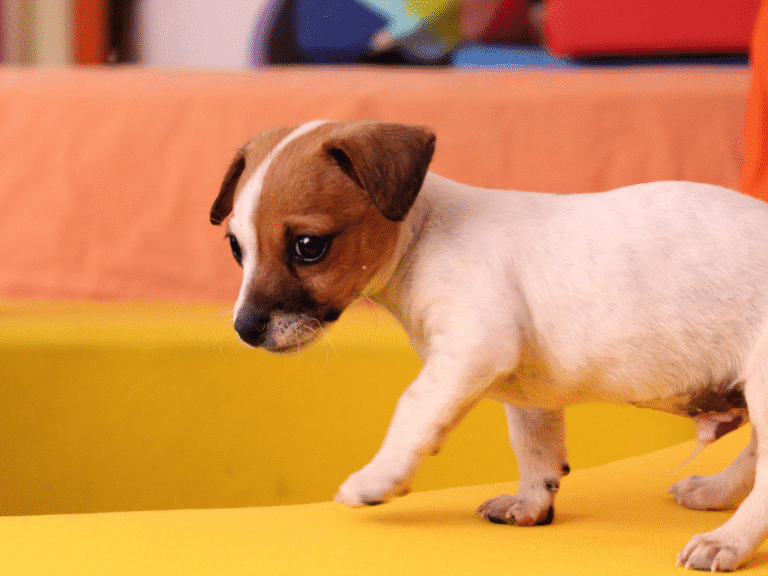 puppies start walking