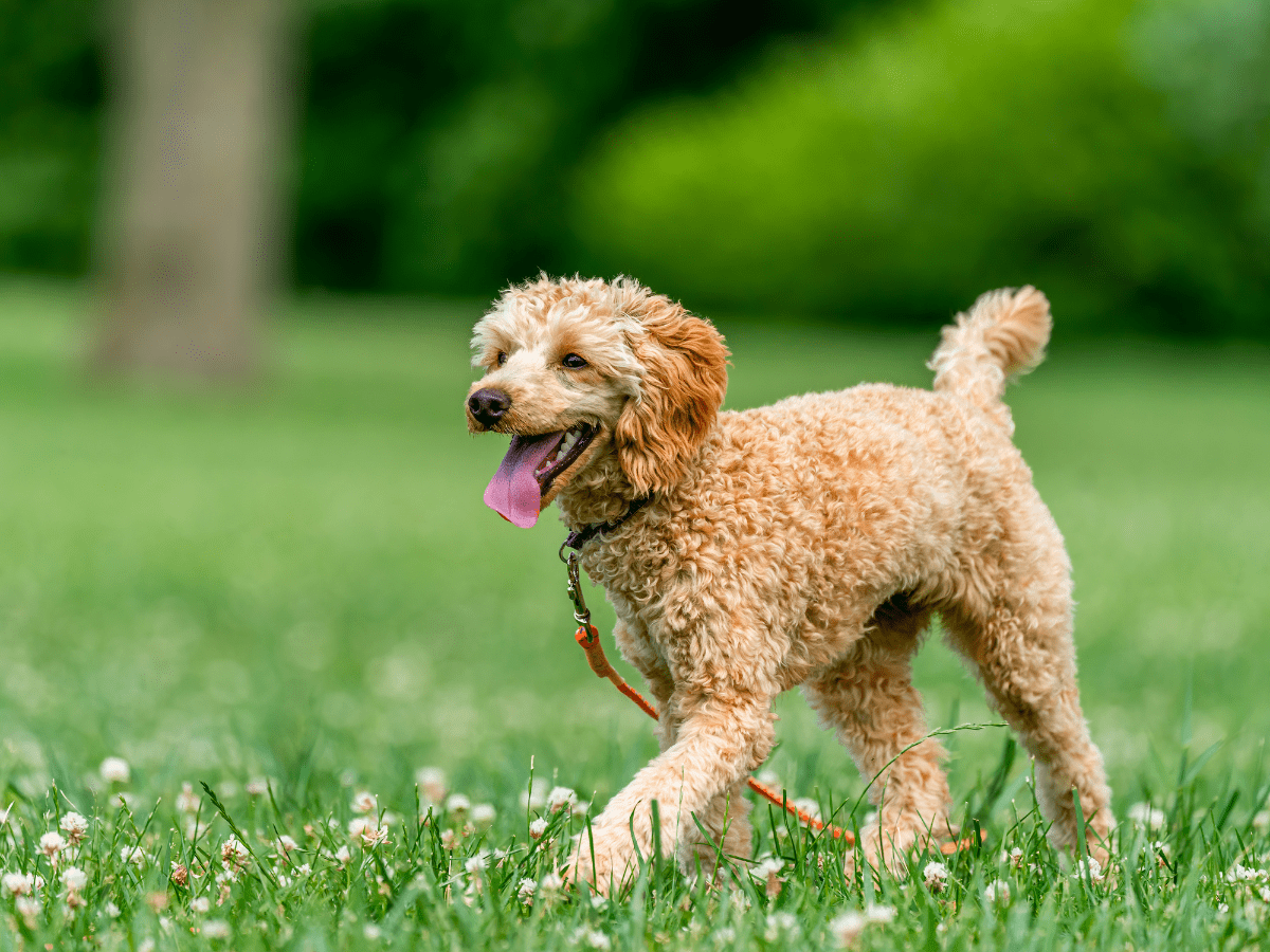 when do puppies start walking