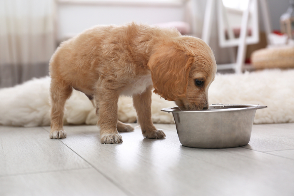Tips for New Puppy Owners