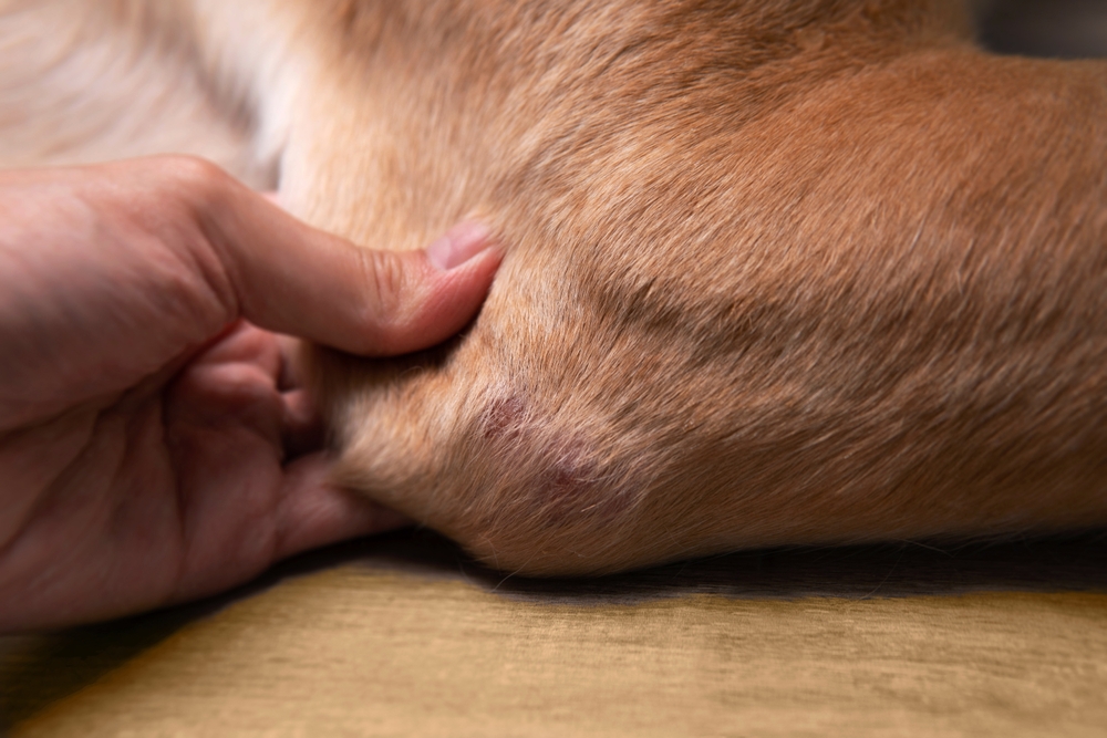 dog suddenly limping back leg