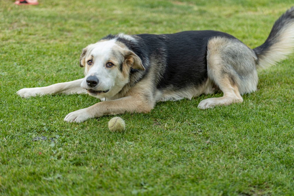 Dog Joint Supplements