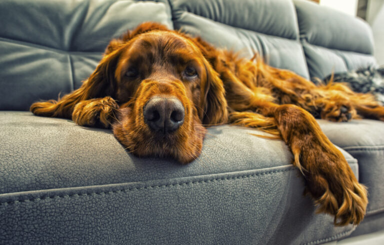 Dog Joint Supplements