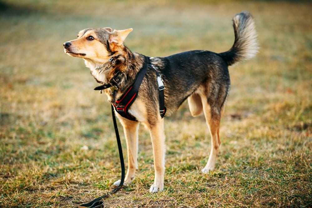 dog suddenly limping back leg