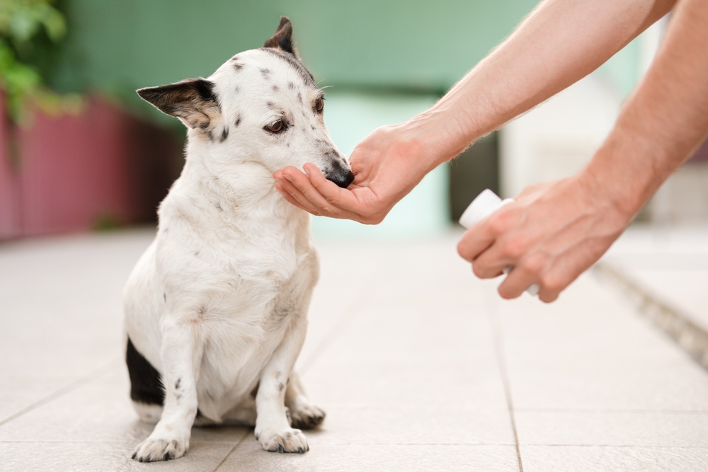 Pet Supplements
