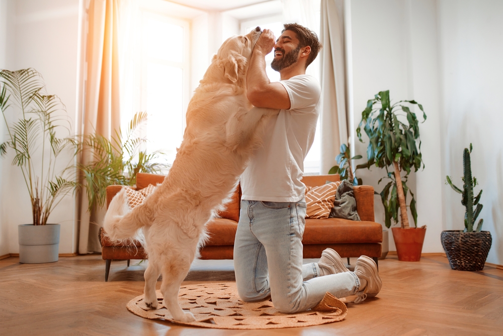 Man playing with golden retriever dog