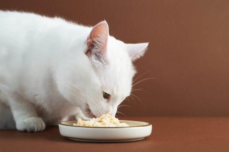 cat wont eat
