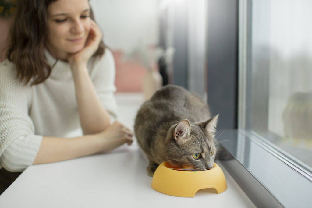 cat wont eat