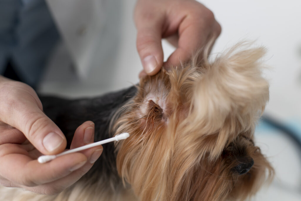 ear infection in dogs