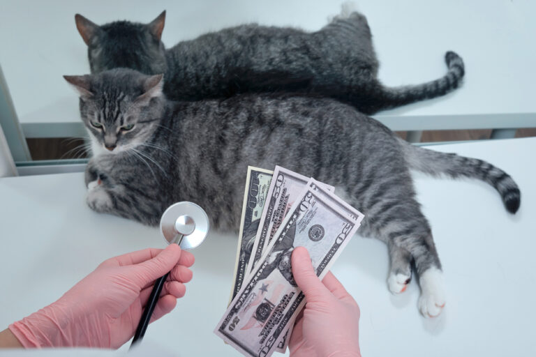 Easy Take Care of Pets