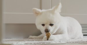 when should i start giving my dog joint supplements