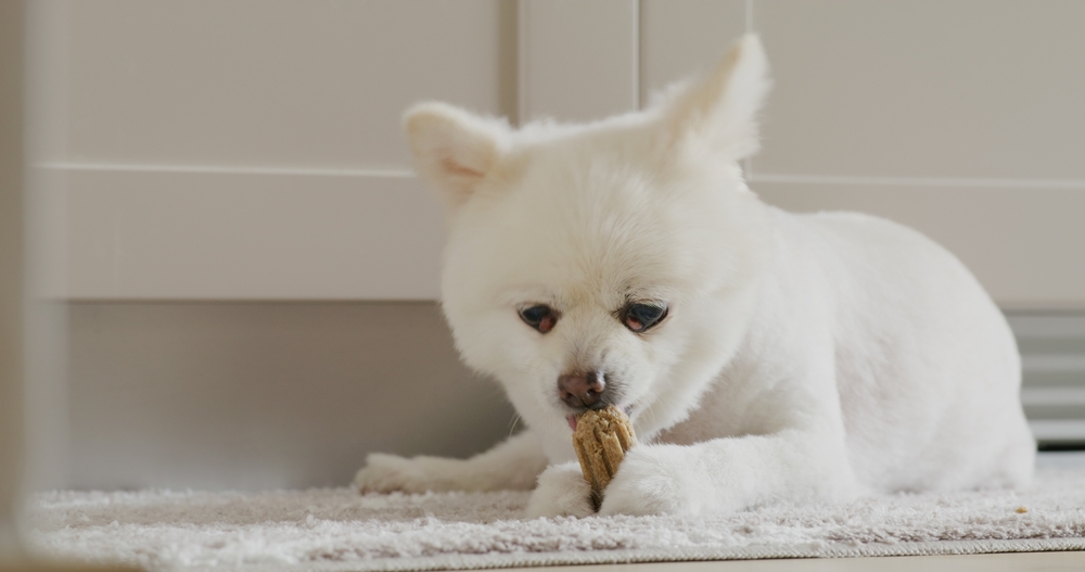 when should i start giving my dog joint supplements