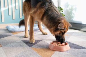 dog immune-boosting