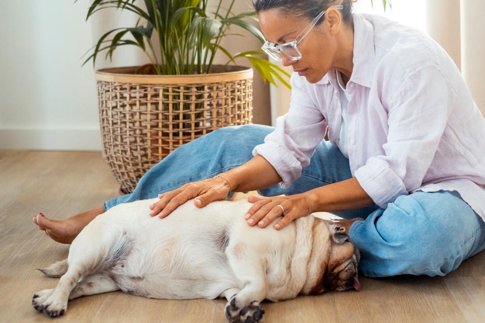 Hope and Healing in Pets