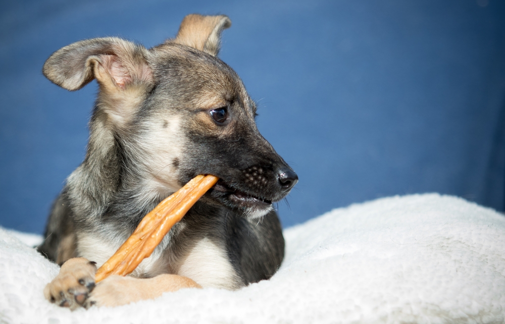 when should i start giving my dog joint supplements
