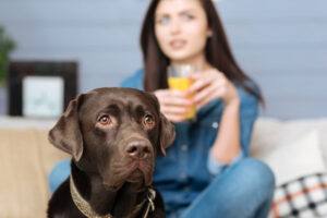 Dog’s Immune System