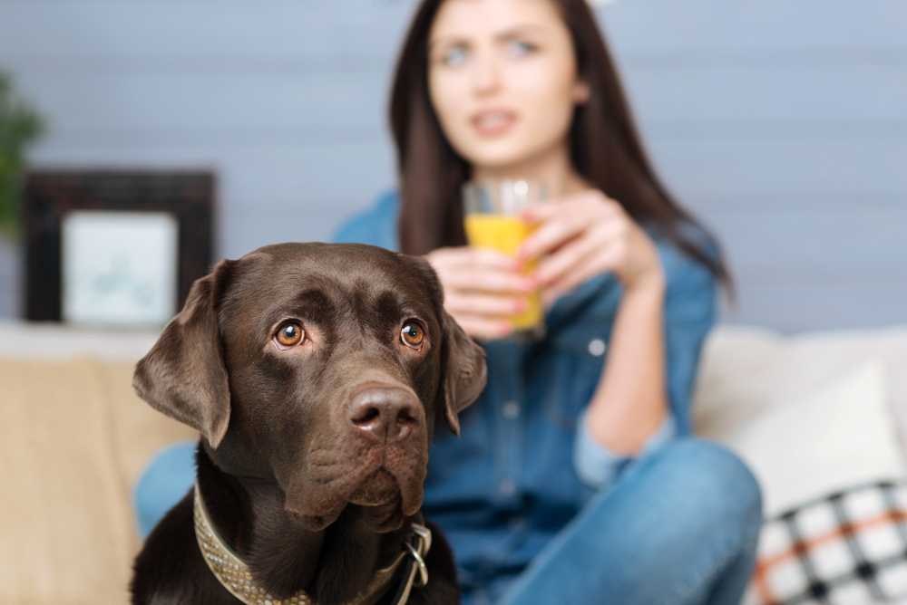 Dog’s Immune System