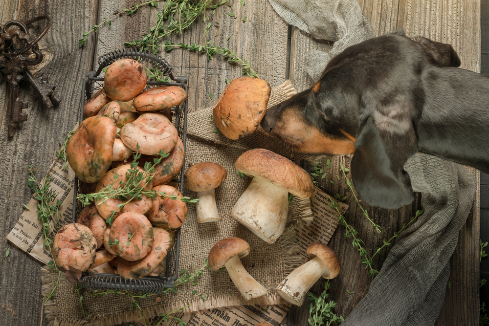 Mushrooms for Pets
