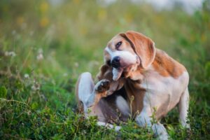 Seasonal Allergies in Dogs