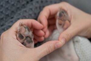 paw balm for dogs with dry irritated paws