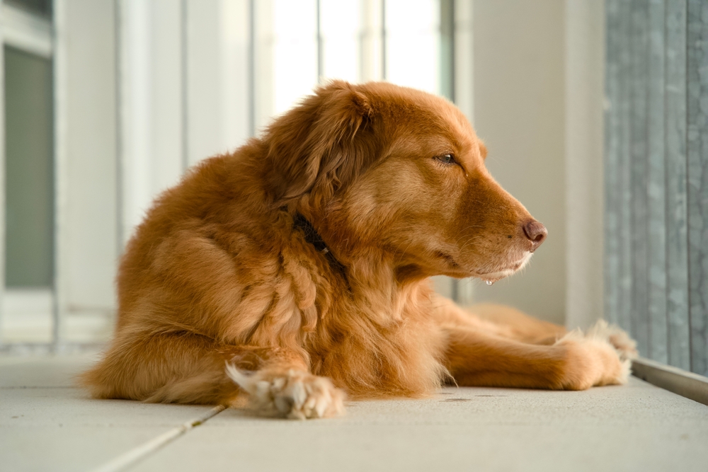 best joint support for dogs with arthritis