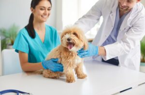 vet recommended immune support for puppies